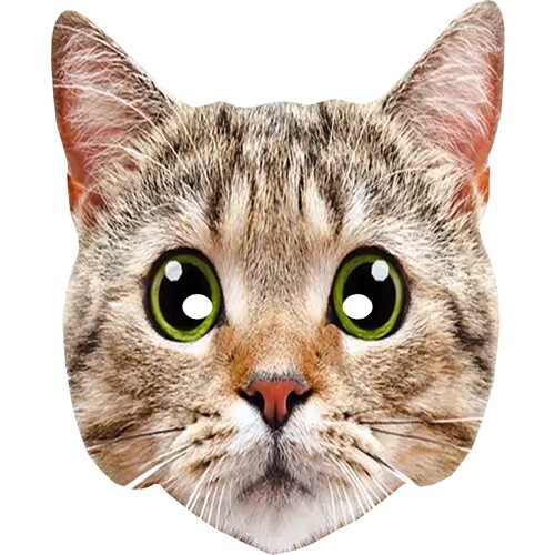Cat animal - cat, 3)