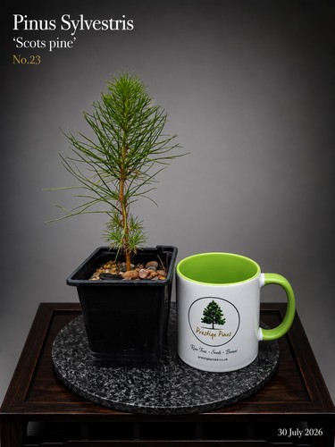 Scots pine bonsai starter - scots,