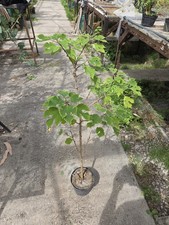 Paper Mulberry Plant