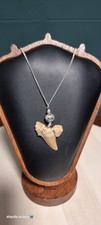 Fossil Shark Tooth &