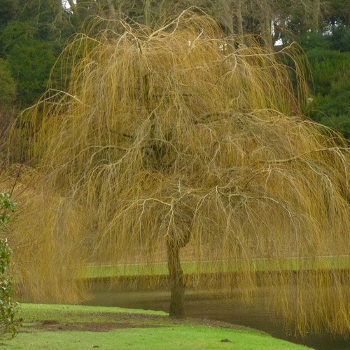 Salix alba subsp tristis - subsp.,