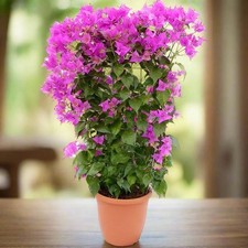 Bougainvillaea Alexandra Plant