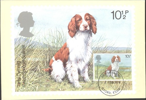 Welsh springer spaniel - welsh,
