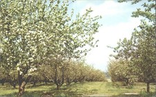 Vintage Evesham Blossom Time
