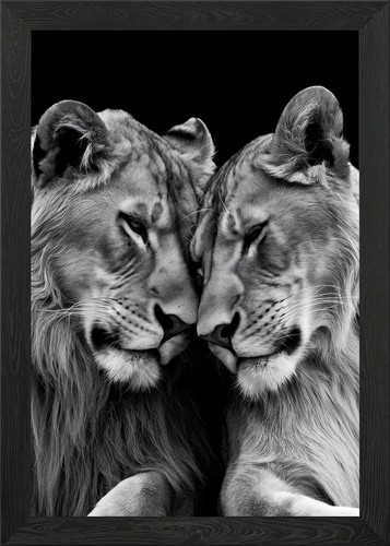 Lion couple close framed - lion, close-up