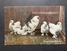 A Group of Light Brahma