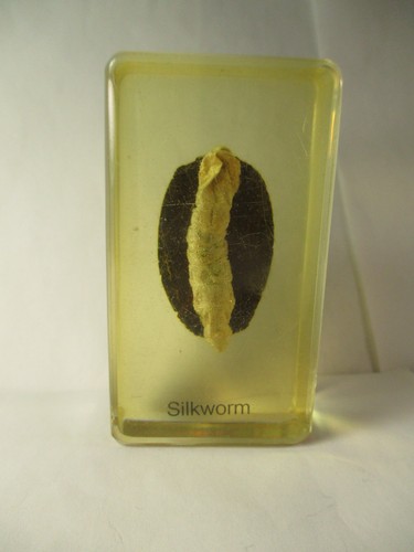 Vintage silk worm lucite - worm,