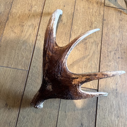 Moose antler naturally shed - moose, antler,