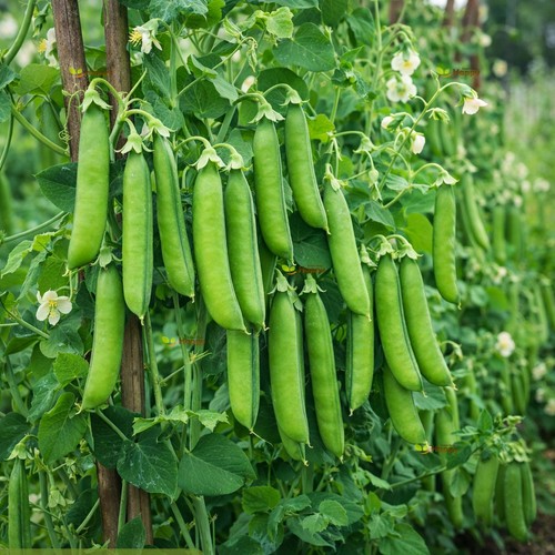 Vegetable seeds main - vegetable,