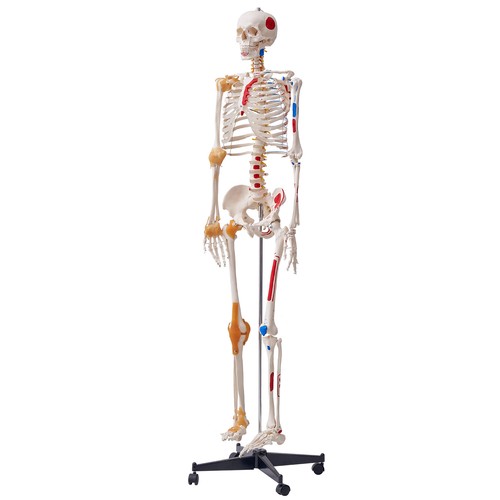 Uimoso human skeleton - human, model