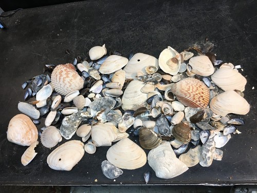 Large sea shell lot - shell,