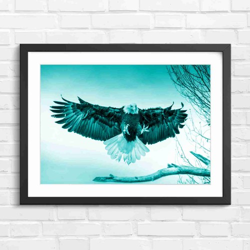 Flying bald eagle - bald,