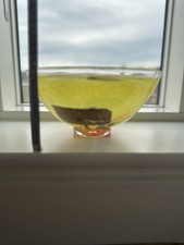 Bertil Vallien for Kosta Boda