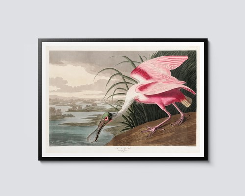 Roseate spoonbill john - roseate, by