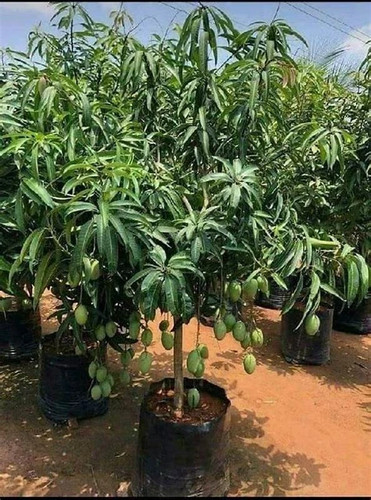 Mango plant express service - plant,