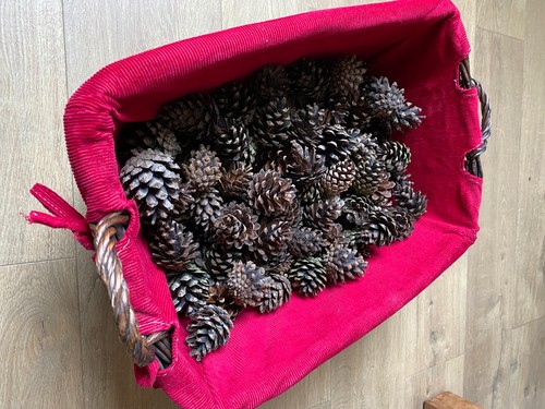 Scots pine fir cones - scots,