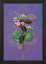 Tall calotropis flower framed - tall,