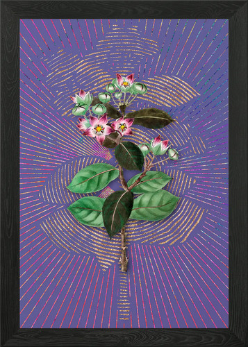 Tall calotropis flower - flower, framed