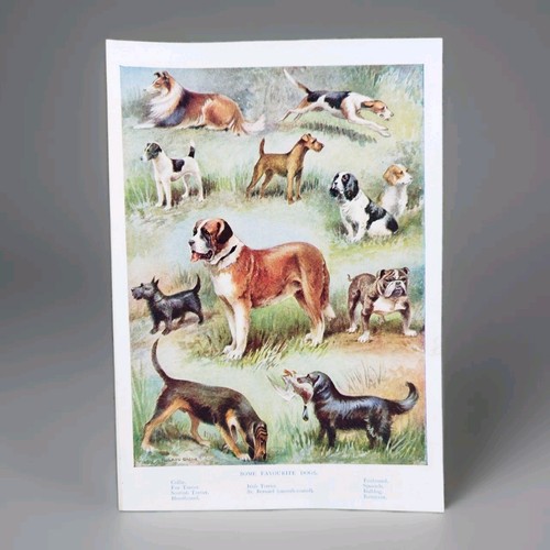 Vintage 1930s pedigree pet dog - pet,