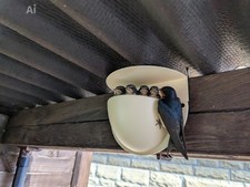 Swallow and House Martin