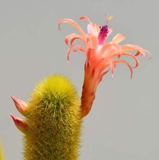 Hildewintera aureispina