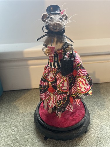 Taxidermy rat old - an,