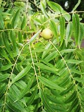 Arizona Walnut, JUGLANS MICROCARPA VAR MAJOR, hardy edible fruit, 20-30cm tall