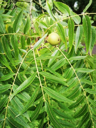 Arizona walnut juglans - walnut,,
