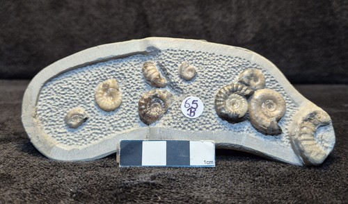 Calcite ammonites - calcite,