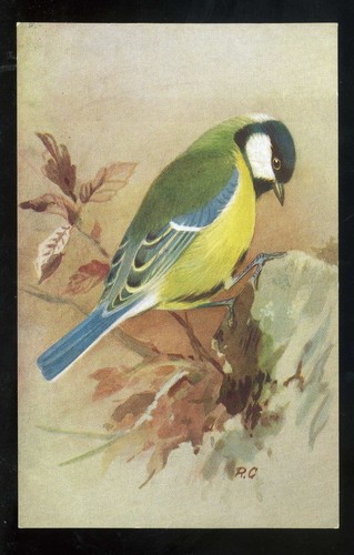 Birds the great tit by - the,