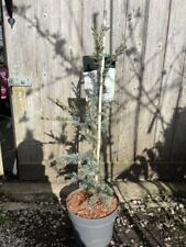 Blue Atlas Cedar 'Horstmann