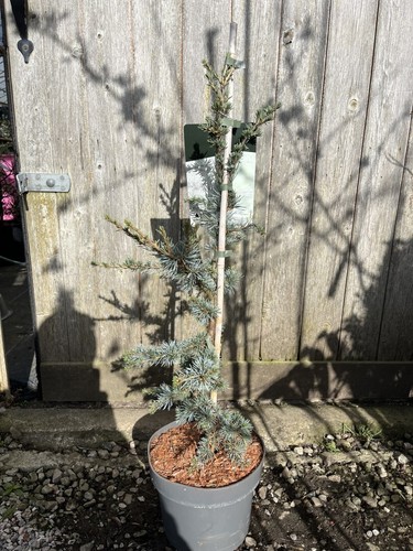 Blue atlas cedar horstmann - blue, 'horstmann
