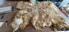 Raw Sheep Fleece Spinning