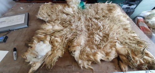 Raw sheep fleece spinning - raw,