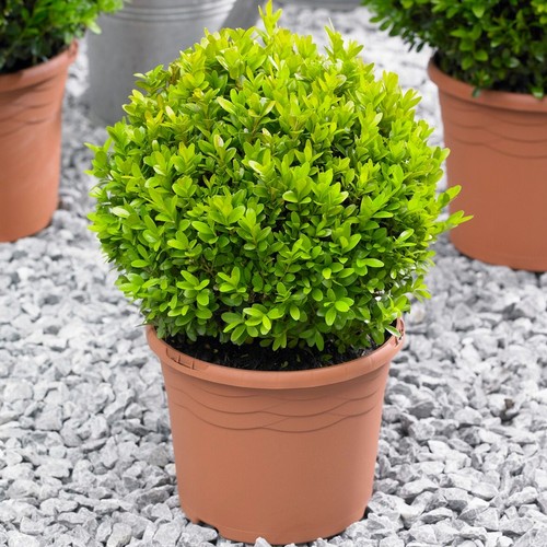 Buxus ball 20cm diameter - buxus,