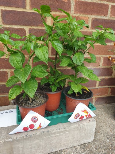 Chilli plants trinidad - chilli, plants,