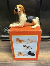American Foxhound Beagle Dog