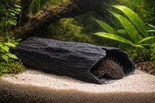 Black bristlenose pleco - black,