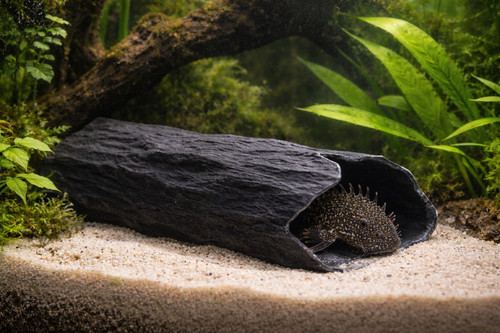 Black bristlenose pleco - black,