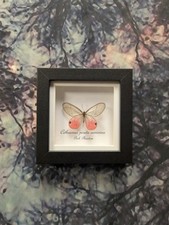 Pink Phantom Butterfly