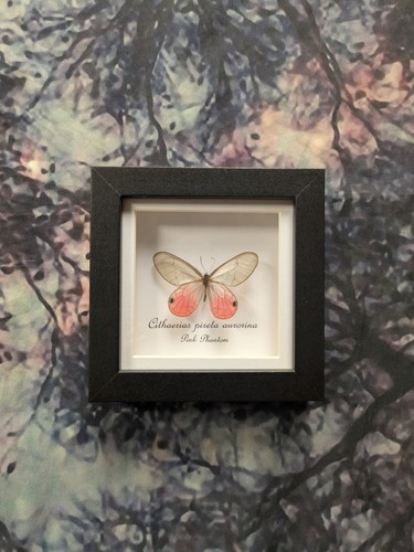 Pink phantom butterfly - pink,