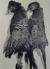 Original Pen & ink Sketch, 'Brace of Pheasants', S A Southern, Dated 1909