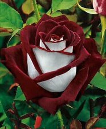 Seeds rose del poet - seeds,