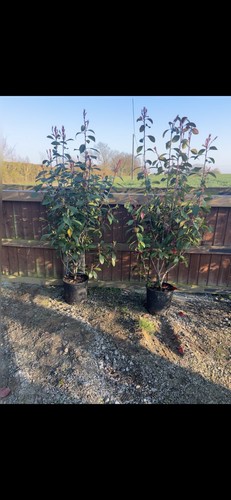 Red robin photinia hedging - red,