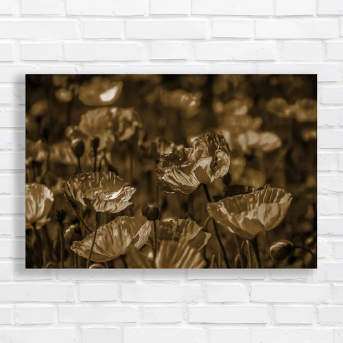 Captivating tranquility poppy - captivating,