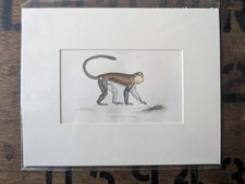 1835 Jardine Antique Monkey