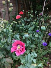 Giant Poppy Seed MIX