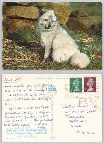 C45329 arctic fox norfolk - fox,