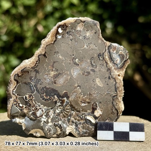 Promicroceras ammonite fossil - promicroceras,