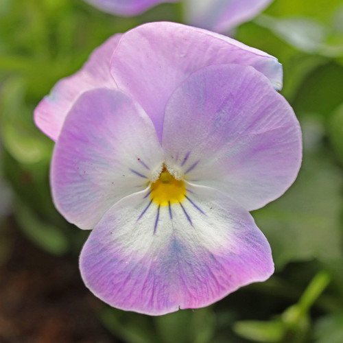 Viola pink face hardy vibrant - face,